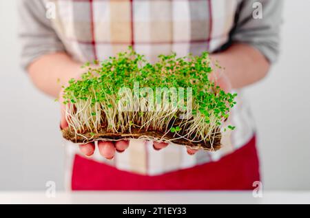 Una donna che si tiene in mano germoglia di microgreen muschiati senza contenitore. Piante fresche per bambini Foto Stock