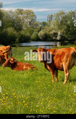 Bestiame che riposa vicino al fiume a Water Meadows, Sudbury, Suffolk, Inghilterra Foto Stock