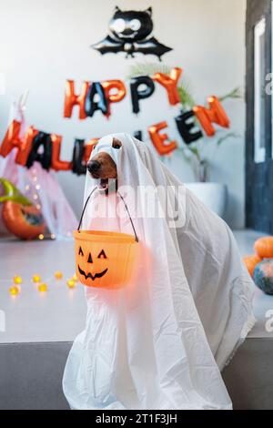 Un cane di Halloween vestito da fantasma contiene un cestino a forma di zucca per i dolcetti. Foto Stock