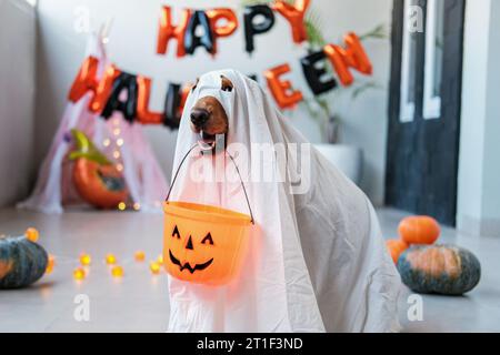 Un cane di Halloween vestito da fantasma contiene un cestino a forma di zucca per i dolcetti. Foto Stock