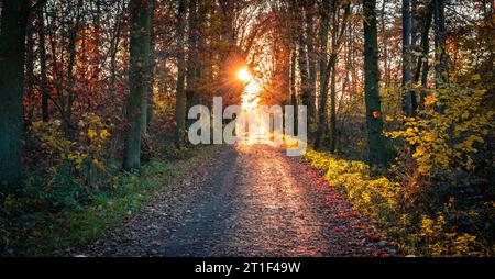 Sentiero nella foresta al tramonto. Autunno nella foresta belga. Foto Stock