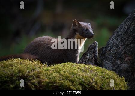 Pine Marten su una banca di muschi, Scozia, Regno Unito Foto Stock