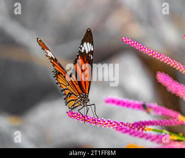 Una farfalla tigre comune che poggia su un fiore rosa Foto Stock