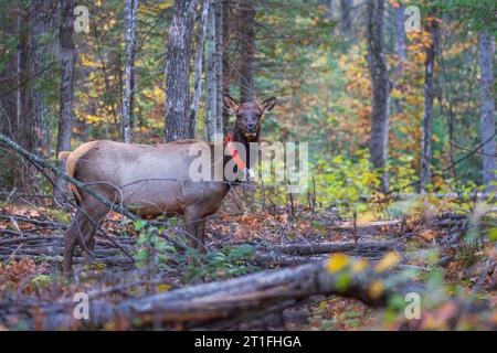 Alce femminile nella zona di Clam Lake nel Wisconsin settentrionale. Foto Stock