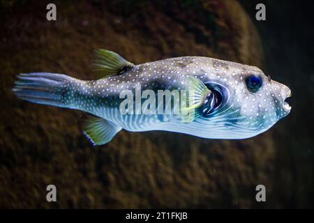 Pesci Puffer maculati bianchi all'interno di un acquario del museo marino di Biarritz, Francia Foto Stock