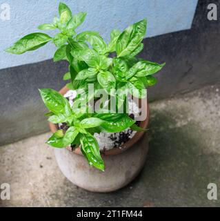 Basilico genovese o basilico dolce (Ocimum basilicum) che cresce in una pentola di terracotta in un cortile nicaraguense. Foto Stock