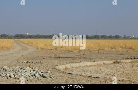 Paesaggio arido con fieno, rocce e Sandgrouse con abbellimenti di castagno a terra in una strada sterrata Foto Stock