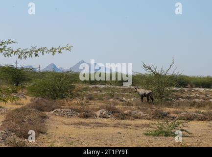 Nilgai ( Boselaphus tragocamelus ) nella riserva naturale selvaggia tal Chappar Blackbuck Sanctuary- safari situato a Beer Chhapar Rural, Rajasthan, India Foto Stock