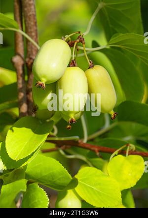 Bacche di actinidia su un ramo da vicino nel giardino Foto Stock