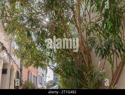 Stretta strada in pendenza con vecchie case colorate nell'antica città di Arles in Provenza, nel sud della Francia. La luce del sole splende attraverso un albero. Foto Stock