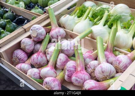 Grandi bulbi d'aglio verde e viola e finocchio, esposti in vendita al mercato all'aperto di sabato ad Arles, Provenza, nel sud della Francia. Foto Stock