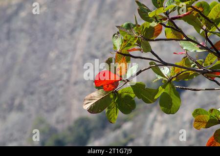 Foglie di mandorlo a Rio de Janeiro, Brasile. Foto Stock