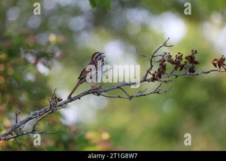 Un bellissimo passero di canzone arroccato su un ramo d'albero a Lynde Shores a Pickering, Ontario Foto Stock