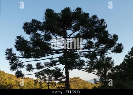 Albero conosciuto come araucaria all'aperto a Rio de Janeiro, Brasile. Foto Stock