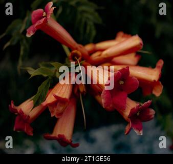 Fiori scuri Foto Stock