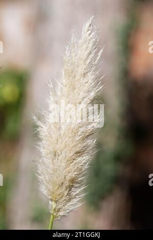 Cortaderia selloana fiore piuma fronda di pampas pianta erbosa in autunno su sfondo sfocato Foto Stock