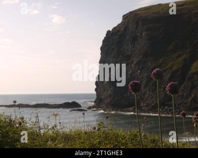 Crackington Haven, Cornovaglia, Regno Unito - 24 giugno 2023: Penkenna Point con fioriture Alliums Foto Stock