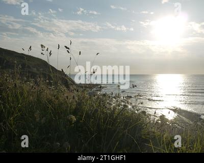 Crackington Haven, Cornovaglia, Regno Unito - 24 giugno 2023: Prati costieri sulla cima della scogliera sopra la spiaggia di Porthkragen durante la bassa marea. Foto Stock