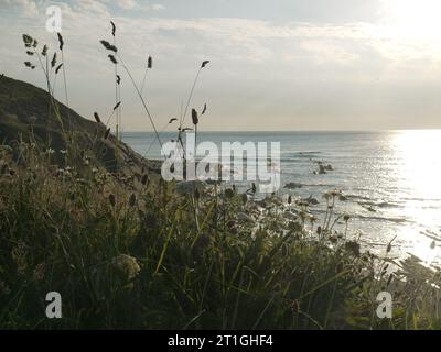 Crackington Haven, Cornovaglia, Regno Unito - 24 giugno 2023: Prati costieri sulla cima della scogliera sopra la spiaggia di Porthkragen durante la bassa marea. Foto Stock