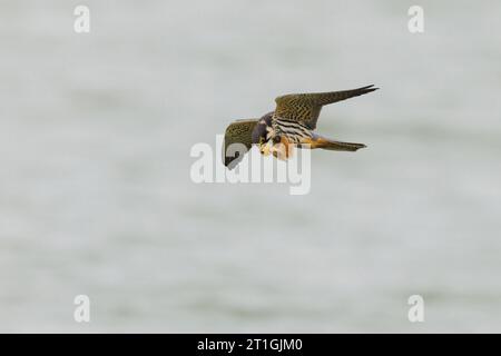 Hobby settentrionale (Falco subbuteo), mangiare in volo, vista laterale, Germania, Baviera, Speichersee Foto Stock