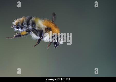 Carder bee, common carder bee (Bombus pascuorum, Bombus agrorum, Megabombus pascuorum), in volo, vista laterale, Germania Foto Stock