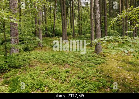 Mirtillo nano, mirtillo, mirtillo, mirtillo basso (Vaccinium myrtillus), densa presenza di abeti rossi con faggio giovane, conversione forestale, Foto Stock