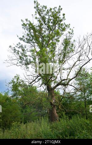 Dieback di ceneri di Chalara, dieback di Chalara, dieback di ceneri (Chalara fraxinea, Hymenoscyphus fraxineus, Hymenoscyphus pseudoalbidus), dieback di ceneri in comune Foto Stock