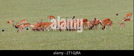 Daino (Dama dama, Cervus dama), grande mandria di cervi con animali giovani in un ampio prato, Germania, Baviera Foto Stock