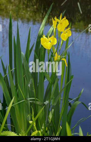 Iris giallo, bandiera gialla (Iris pseudacorus), fioritura, Germania Foto Stock