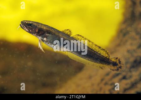 Burbot (Lota lota), giovanile, nuoto, Germania Foto Stock