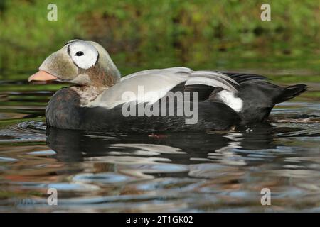 spectacled eider (Somateria fischeri), nuoto drake, vista laterale, Paesi Bassi, Gelderland Foto Stock