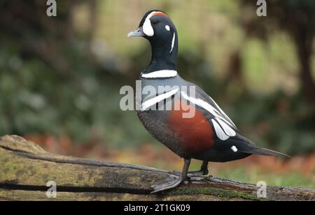 anatra arlecchese, anatra dipinta, anatra totem, anatra rocciosa, anatra glaciale, anatra di montagna, tuffatore dagli occhi bianchi, strisciante, striscia blu (Histrionicus Foto Stock