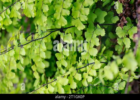 Felce di Maidenhair, felce di Venere Maidenhair, felce di maidenhair meridionale, felce di maidenhair nera, felce di capelli di Venere (Adiantum capillus-veneris), fronda, Croazia Foto Stock