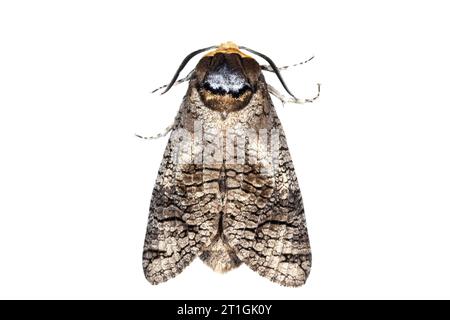 Goat Moth (Cossus cossus), vista dall'alto, ritaglio Foto Stock