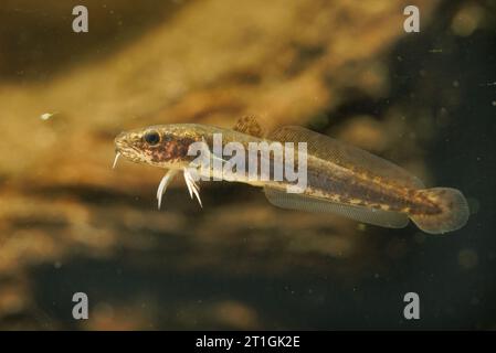 Burbot (Lota lota), giovanile, a caccia di un ciclope Foto Stock