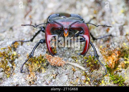 Scarabeo cervo, scarabeo europeo, scarabeo cervo maggiore (Lucanus cervus), maschio sulla corteccia, ritratto, Germania, Baviera Foto Stock