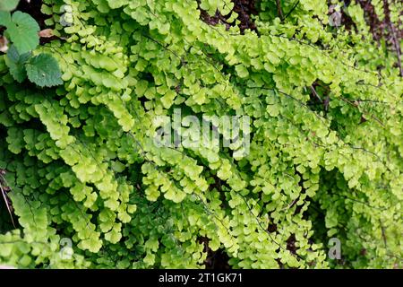 Felce di Maidenhair, felce di Venere Maidenhair, felce di maidenhair meridionale, felce di maidenhair nera, felce di capelli di Venere (Adiantum capillus-veneris), fronda, Croazia Foto Stock