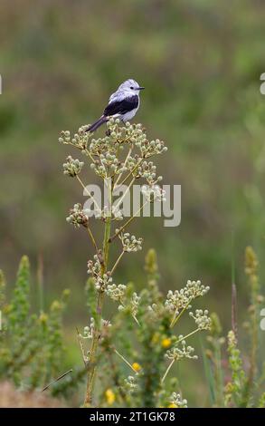 Monjita bianca e nera (Xolmis dominicana), arroccata su una pianta nelle praterie del cono meridionale, in Brasile Foto Stock