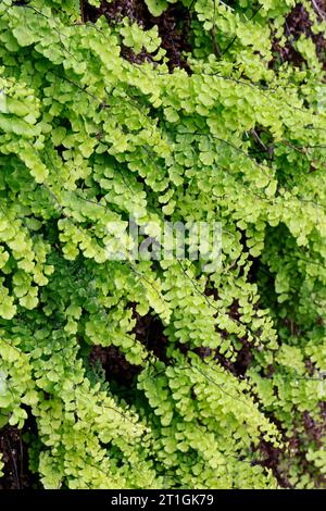 Felce di Maidenhair, felce di Venere Maidenhair, felce di maidenhair meridionale, felce di maidenhair nera, felce di capelli di Venere (Adiantum capillus-veneris), fronda, Croazia Foto Stock