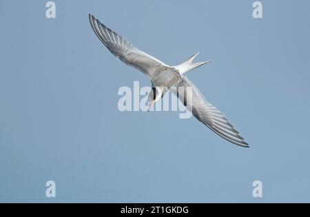 Terna artica (Sterna paradisaea), terna artica giovanile in volo, Paesi Bassi, Paesi Bassi settentrionali Foto Stock