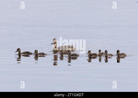mallard (Anas platyrhynchos), nuoto femminile con otto grandi pulcini, Germania, Baviera, Lago Chiemsee Foto Stock