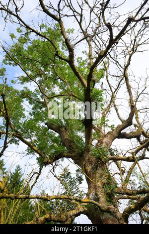 Dieback di ceneri di Chalara, dieback di Chalara, dieback di ceneri (Chalara fraxinea, Hymenoscyphus fraxineus, Hymenoscyphus pseudoalbidus), dieback di ceneri in comune Foto Stock