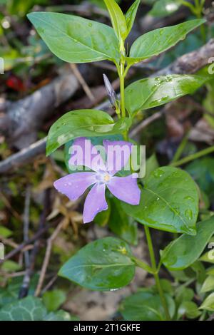 Maggiore perturbazione (vinca Major), fioritura, Croazia Foto Stock