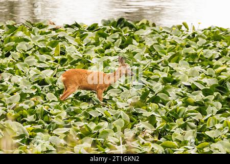 caprioli, caprioli, caprioli occidentali, caprioli europei (Capreolus capreolus), cervi che mangiano piante d'acqua in un campo di rose stagno, Germania, Baviera Foto Stock