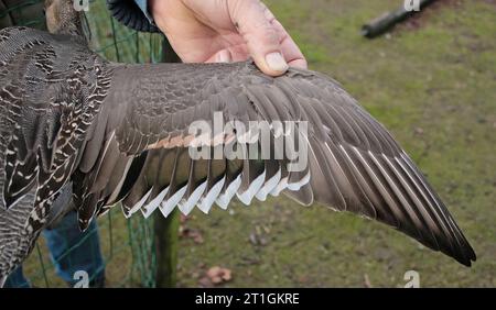 coda di pinna settentrionale (Anas acuta), ala di un maschio in cattività, vista dall'alto, Paesi Bassi settentrionali Foto Stock