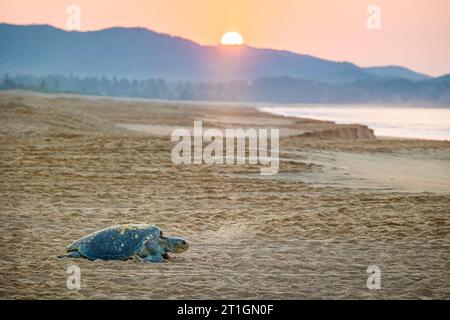 Una femmina di tartaruga verde (Chelonia agassizi) strizza verso l'oceano dopo aver deposto le uova sulla spiaggia di Colola, Michoacan, Messico. Foto Stock