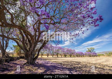 Gli alberi di Jacaranda in piena fioritura abbelliscono la campagna rurale di Jalisco, Messico. Foto Stock