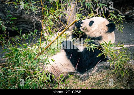 Un adorabile panda nel suo habitat naturale allo zoo, che si sgranocchierà felicemente su alcune foglie di bambù Foto Stock