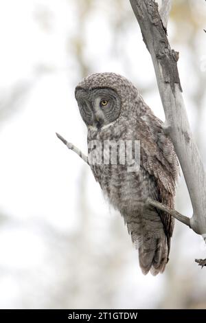 Il Great Grey Owl si arenava guardando in basso Foto Stock