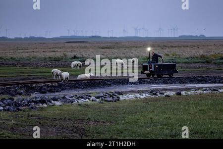 PRODUZIONE - 29 settembre 2023, Schleswig-Holstein, Hallig Langeneß: Un residente dell'Halligen passa un gregge di pecore con il suo camion sulla ferrovia. Foto: Axel Heimken/dpa Foto Stock